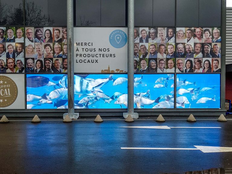 transparent-led-display-talking-windows-fish